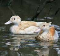 Blonde roodschoudertaling, Meerdere dieren, Eend