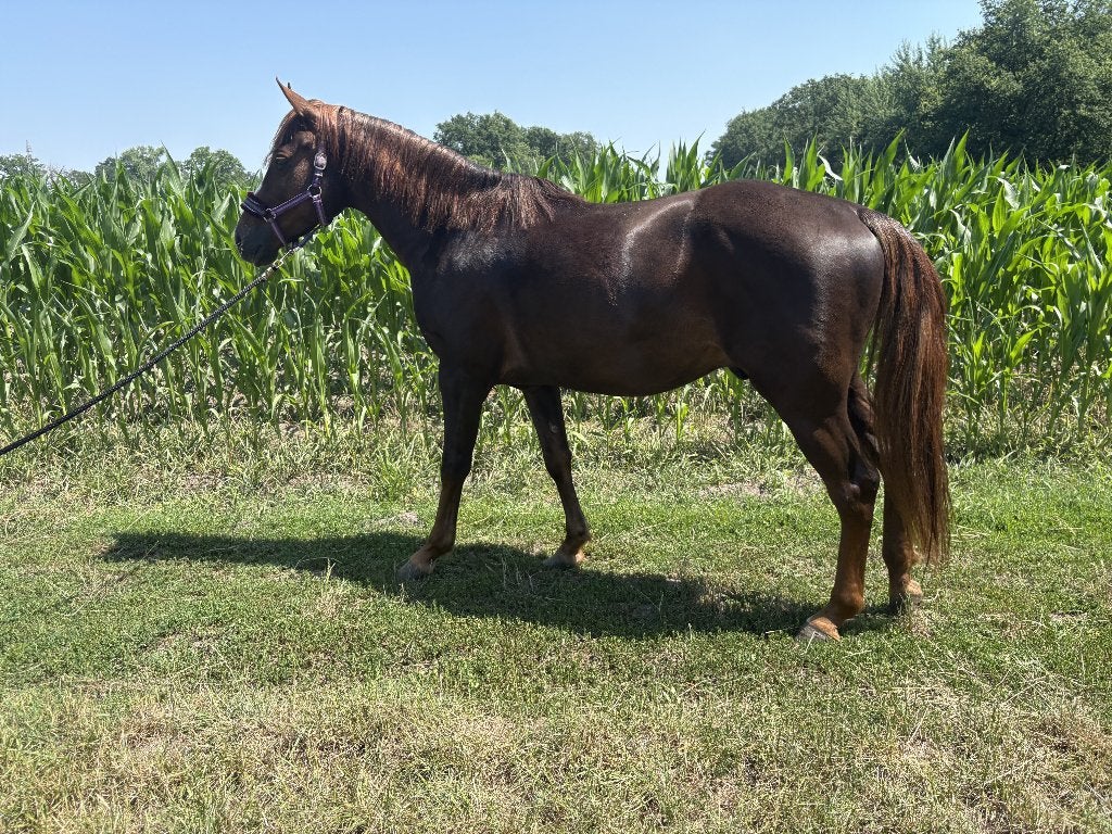 Zeer lieve pony, Vermifugé, Hongre, Débourré, Poney de récréation