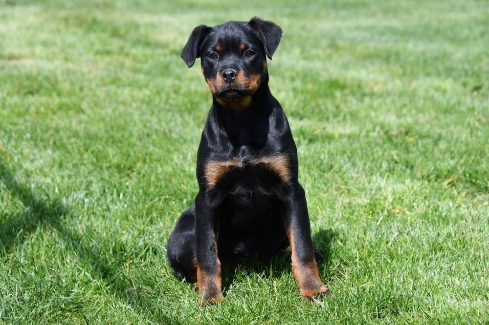 Rottweiler pups te koop, Parvo, België, 8 tot 15 weken, Teef