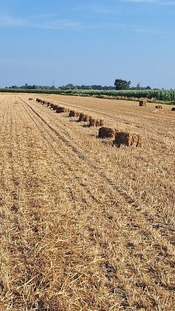 Kleine pakjes tarwe stro, Dieren en Toebehoren, Ophalen