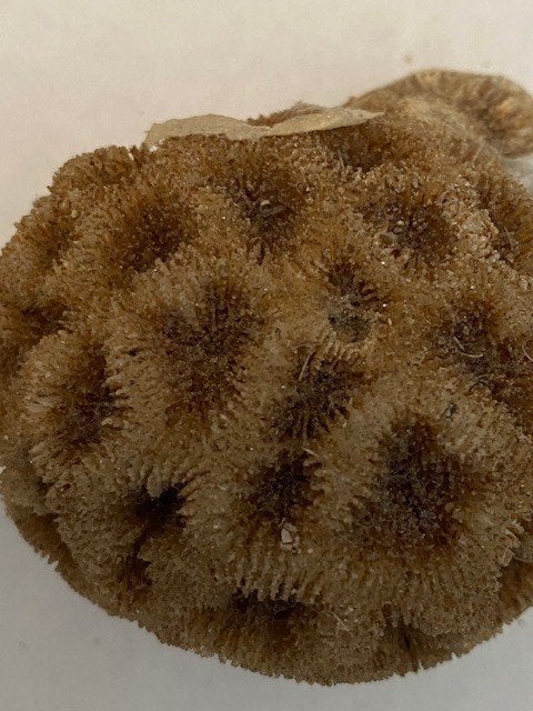corail cérébral, Enlèvement ou Envoi, Autres types