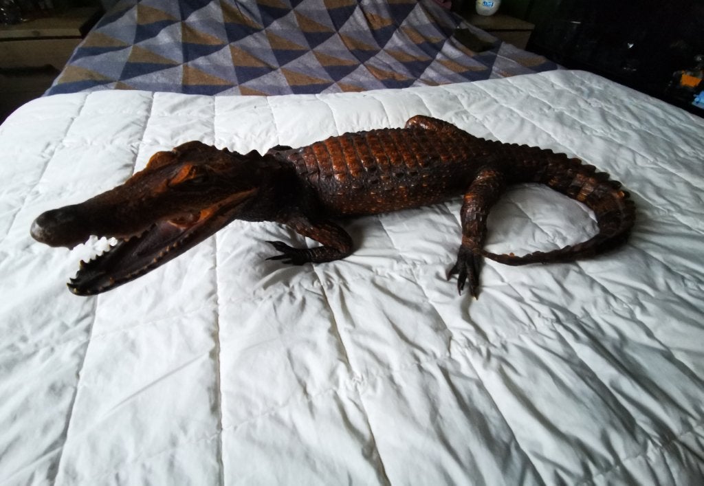 Opgezette kaaiman krokodil te koop, Verzamelen, Ophalen of Verzenden, Nieuw, Reptiel of Amfibie, Opgezet dier