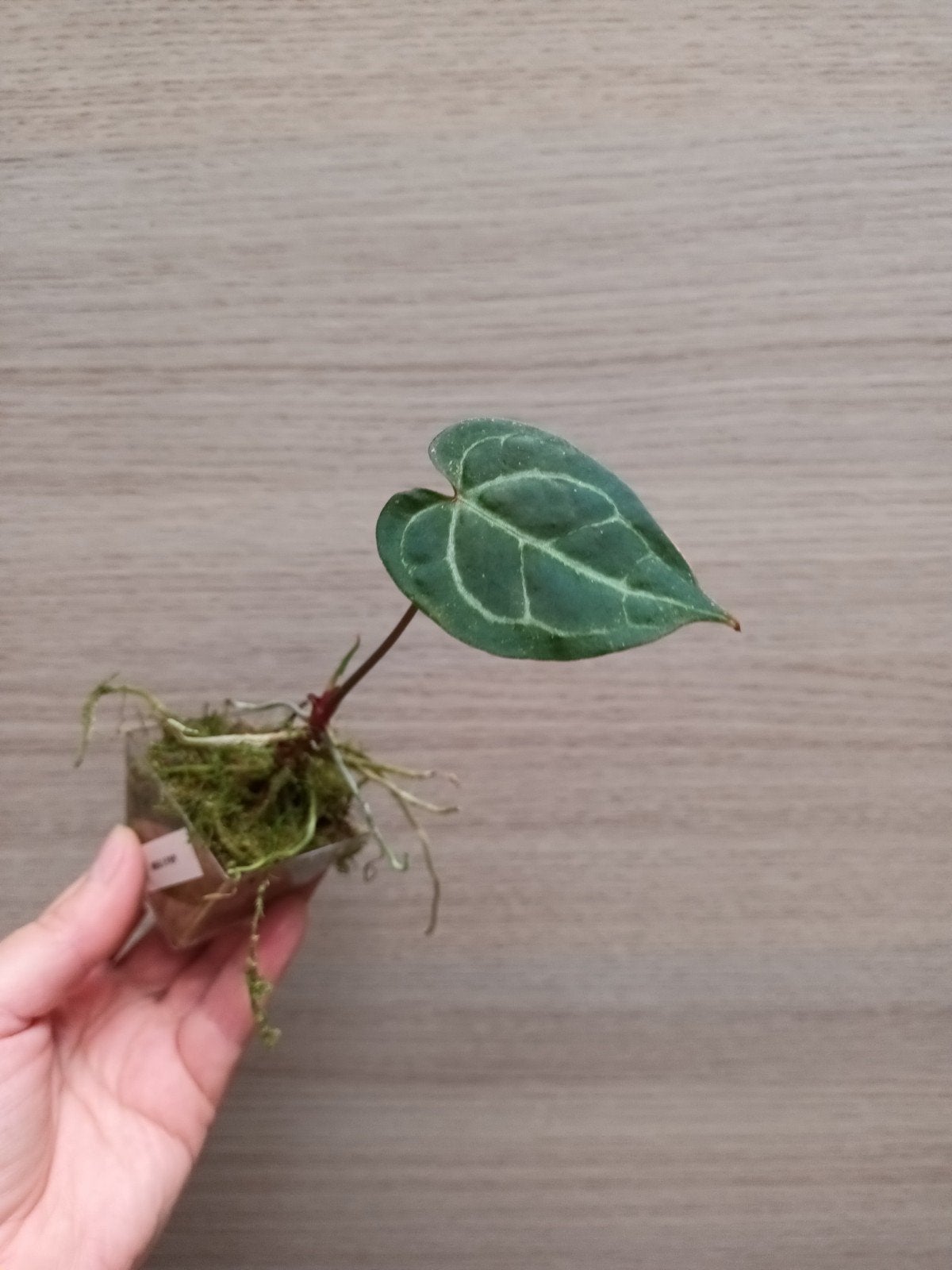 Anthurium magnificum x papillilaminum, Huis en Inrichting, Kamerplanten, Ophalen of Verzenden