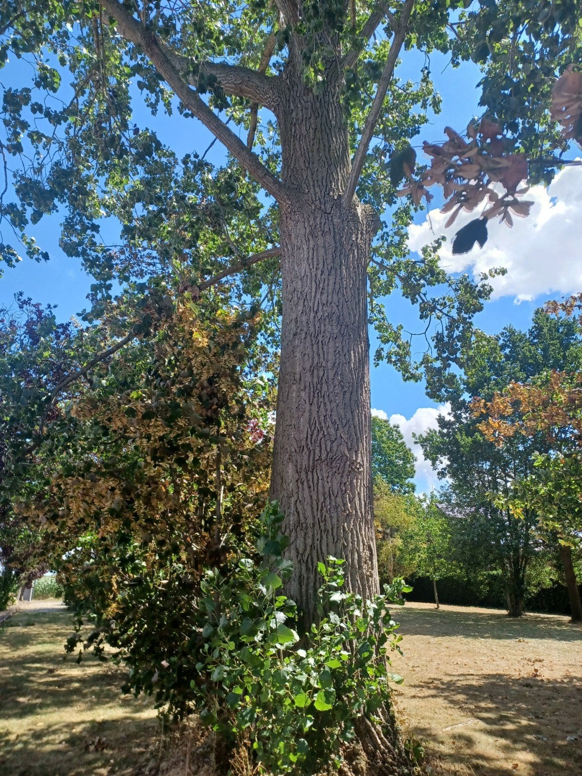 populieren stam / hout te koop, Tuin en Terras, Ophalen