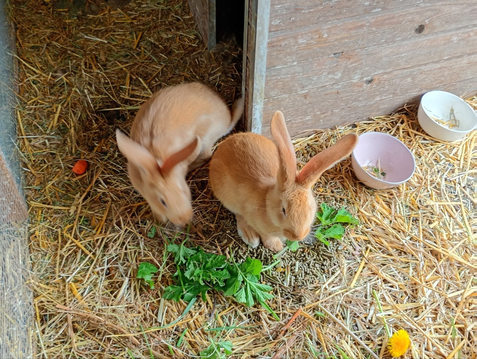 3 jonge Vlaamse reusjes. 2 vrouwtjes en 1 mannetje, Dieren en Toebehoren, Konijnen, Meerdere dieren, Groot, 0 tot 2 jaar