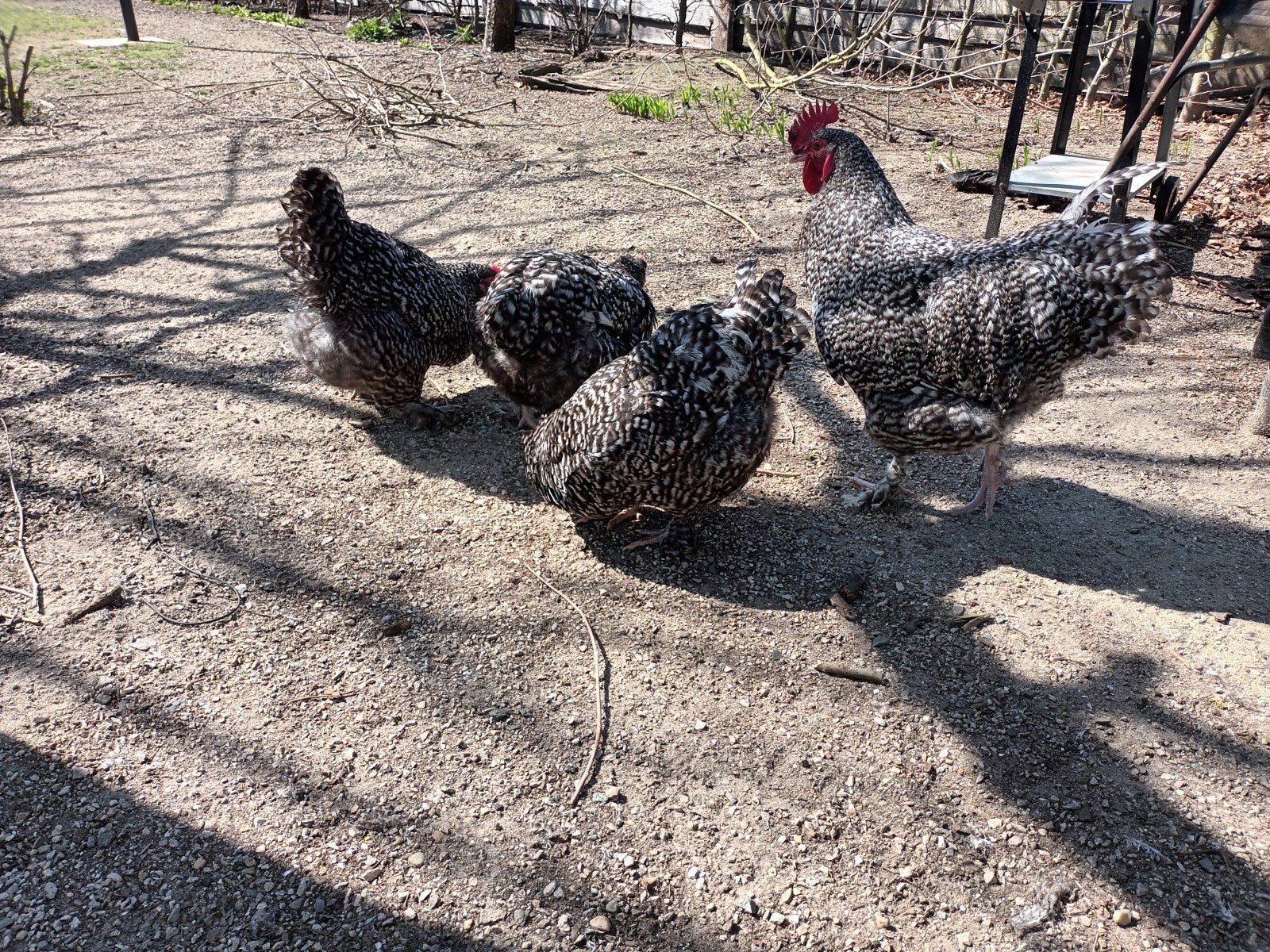 Trio Mechelse koekoek, Dieren en Toebehoren, Pluimvee
