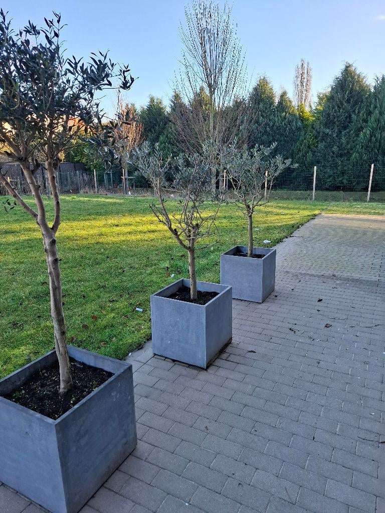 Olijfbomen, Tuin en Terras, Ophalen, Olijfboom