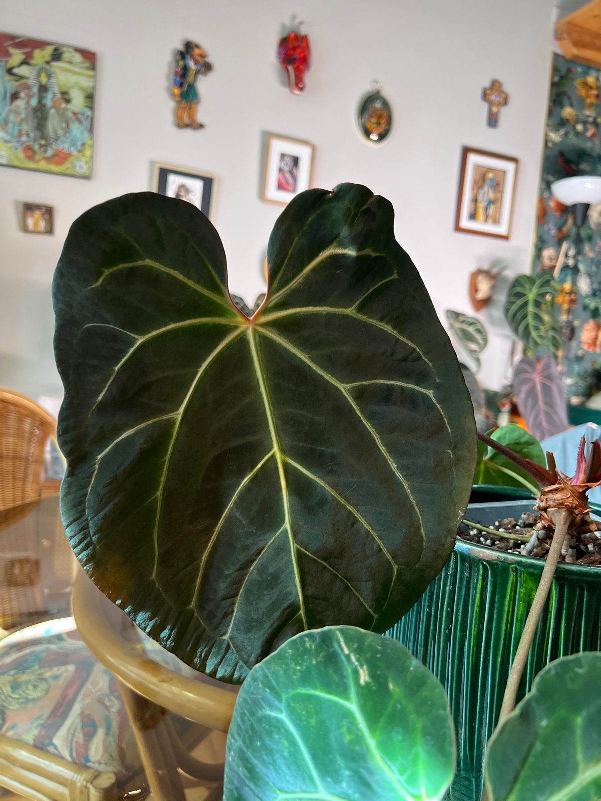 Anthurium (zara x michelle) x Carla nse, Enlèvement