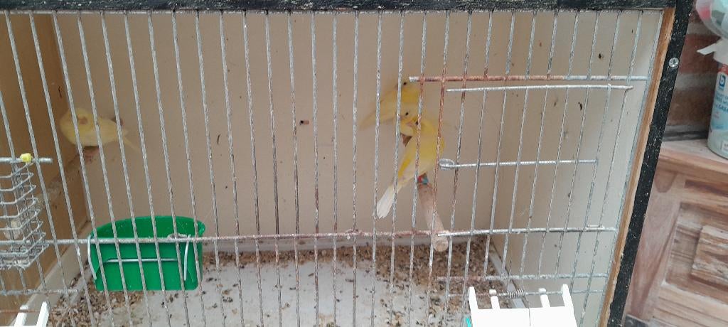 Kleine kanaries, Dieren en Toebehoren, Vogels | Kanaries, Geslacht onbekend
