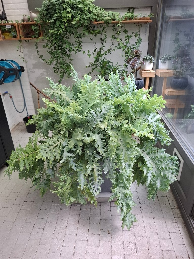 Grote blauwvaren + bloempot 50x50 + zware plantenkar, Ophalen, In pot