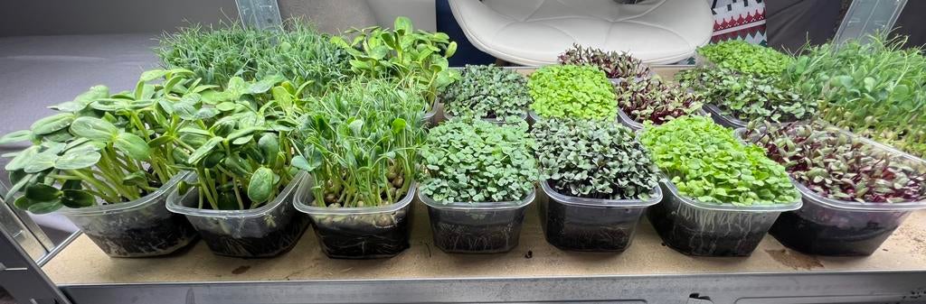 •	Microgreens fresh – Sunflower, Arugula, Mizuna, Beet, Autres espèces, Ne fleurit pas, Enlèvement, Plante fixe
