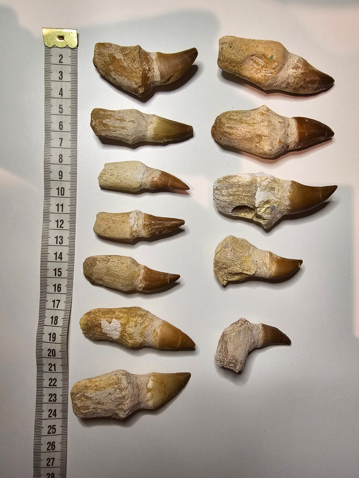 12 Mosasaurus tanden met wortel, Verzamelen, Ophalen of Verzenden