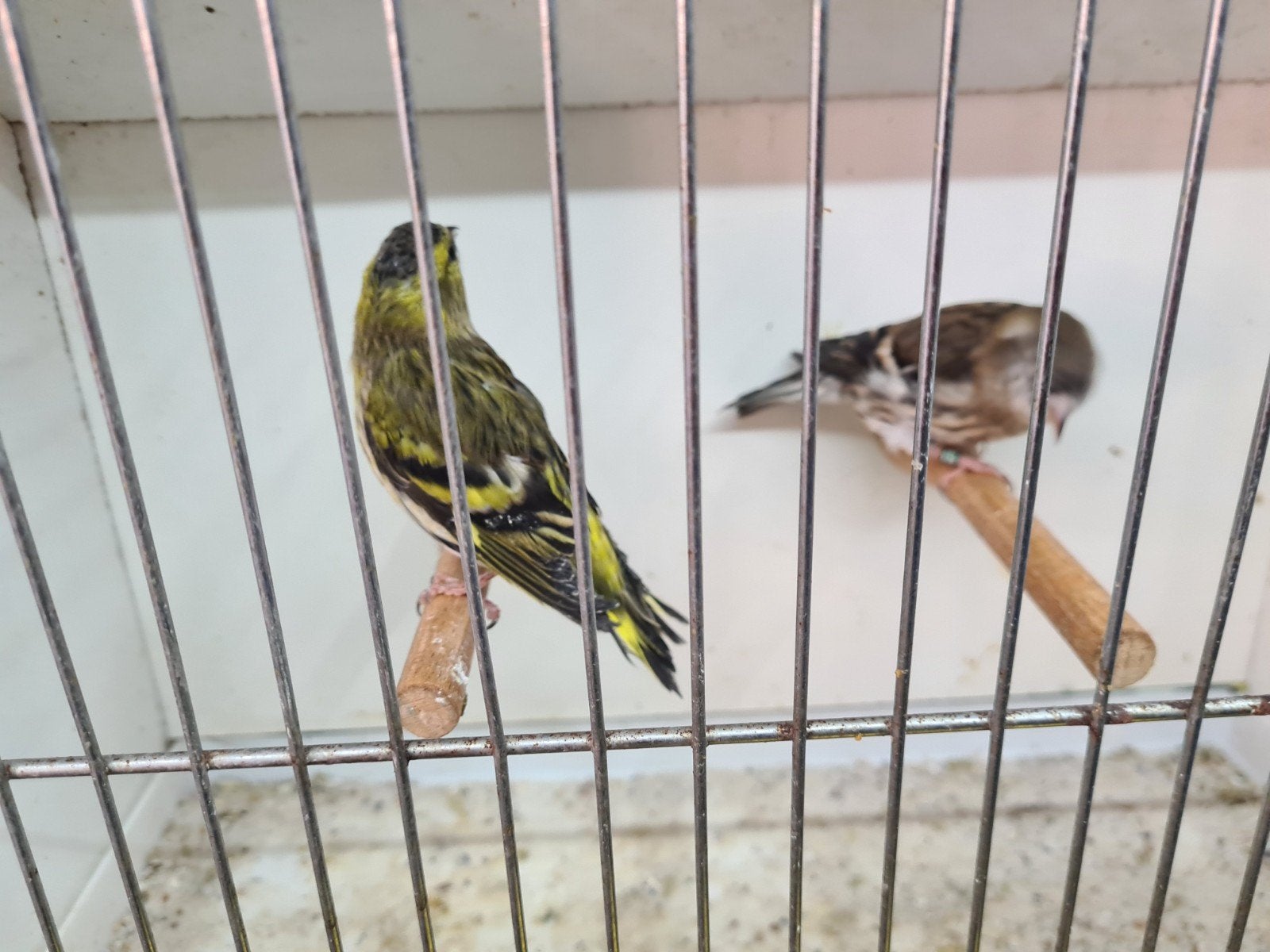 sijs, Dieren en Toebehoren