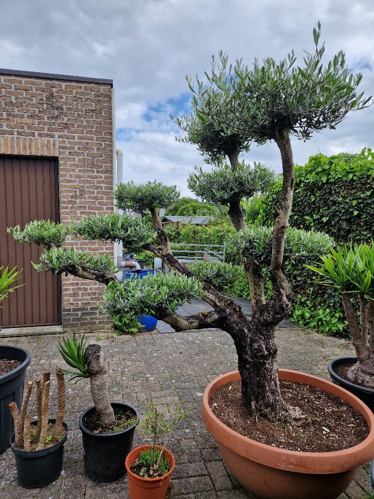 Prachtige olijfboom te koop., Tuin en Terras, Planten | Bomen, Ophalen, In pot, Olijfboom