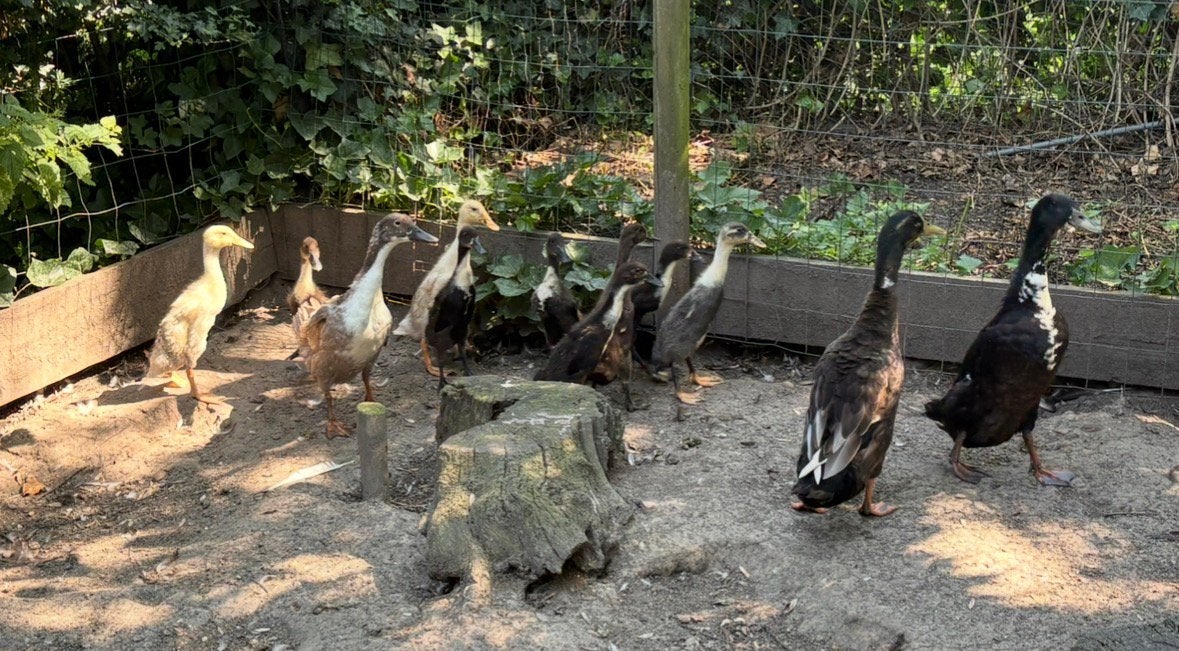 Loopeenden complete groep ter overname, Meerdere dieren