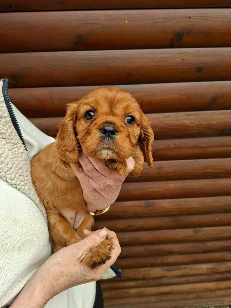 Cavalier King Charles pups, Dieren en Toebehoren, België, 8 tot 15 weken, Parvo, Meerdere