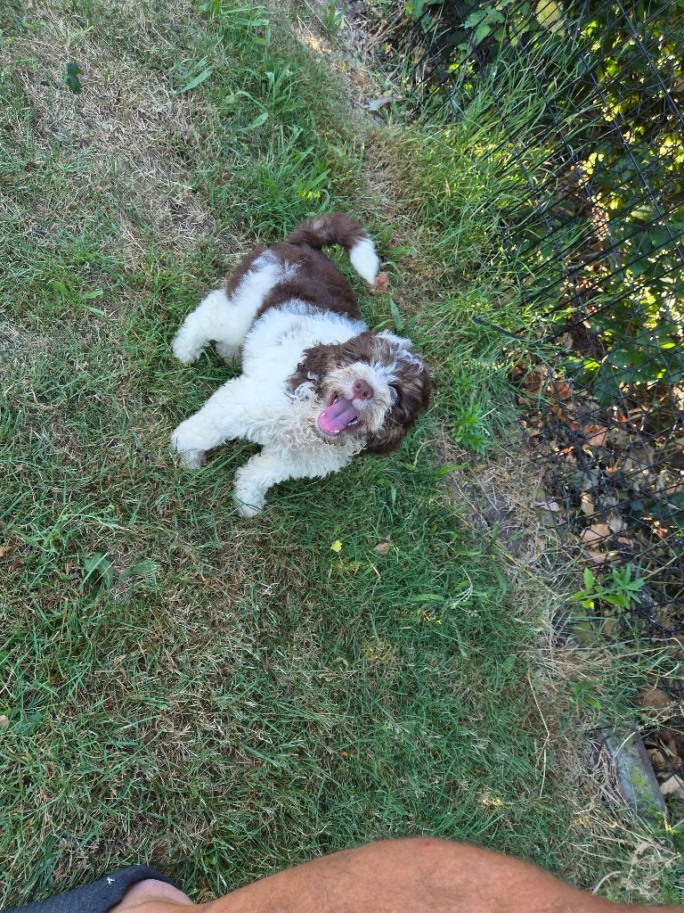 Belgische Lagotto pups te koop, Dieren en Toebehoren, België, Overige rassen, 8 tot 15 weken, Meerdere