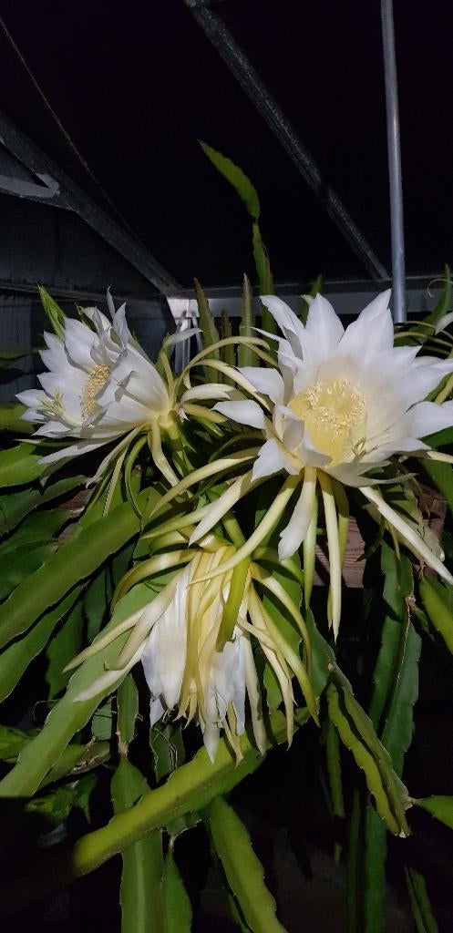 Boutures de dragonfruits /pitaya — fraîchement coupées, Plante à fleurs, Enlèvement ou Envoi, Cactus, 150 à 200 cm
