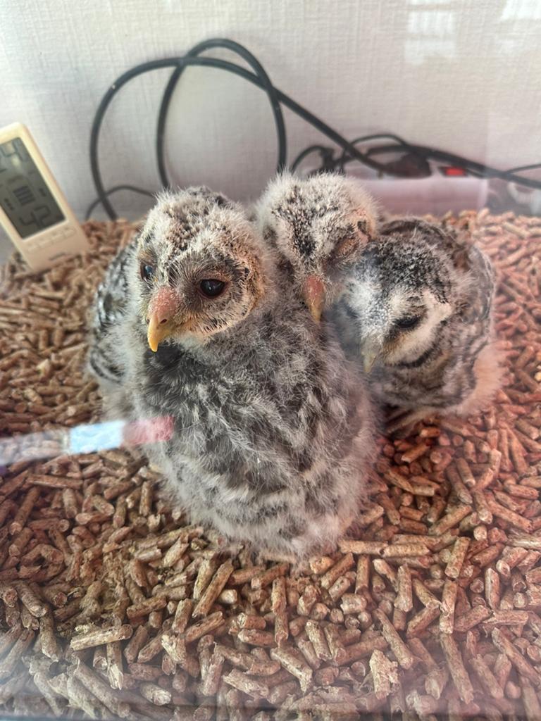 Westersschreeuwuil, Dieren en Toebehoren, Vogels | Overige Vogels, Vrouwelijk, Roofvogel, Geringd