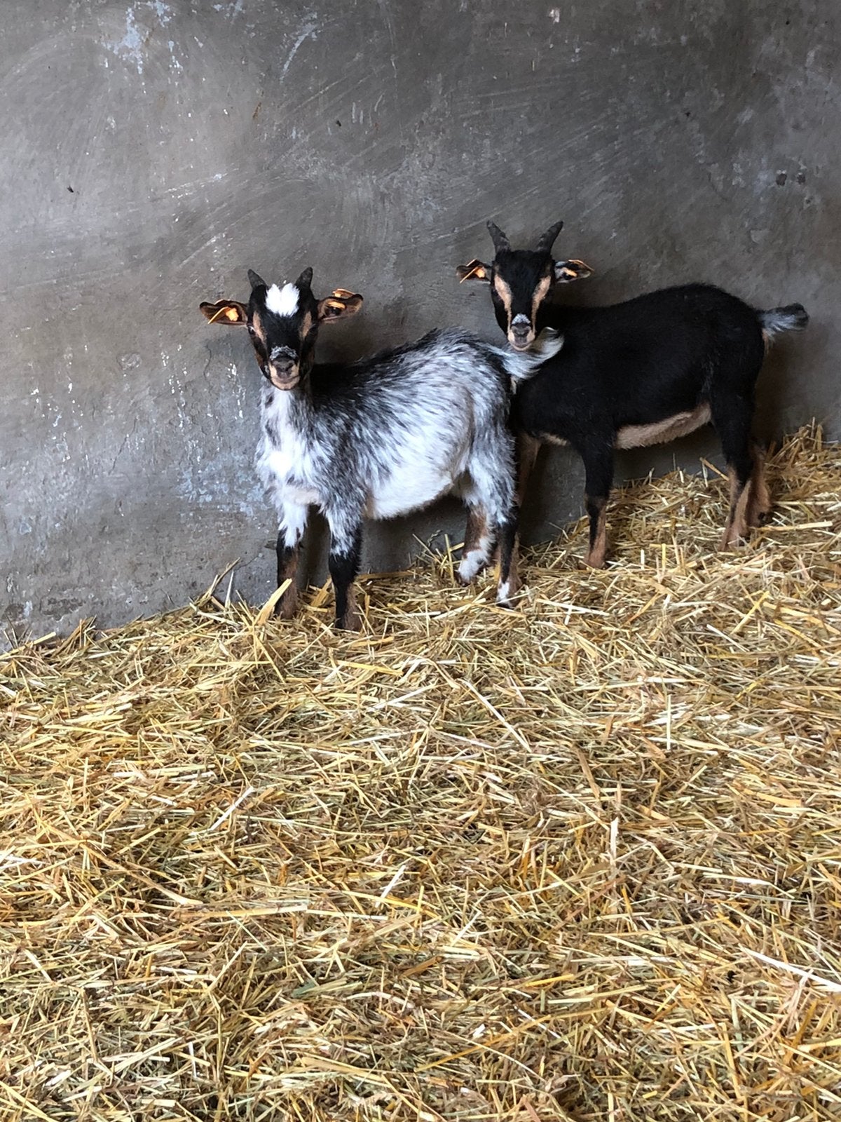 Schimmel/ black and tan bokjes, Mâle, Chèvre, 0 à 2 ans
