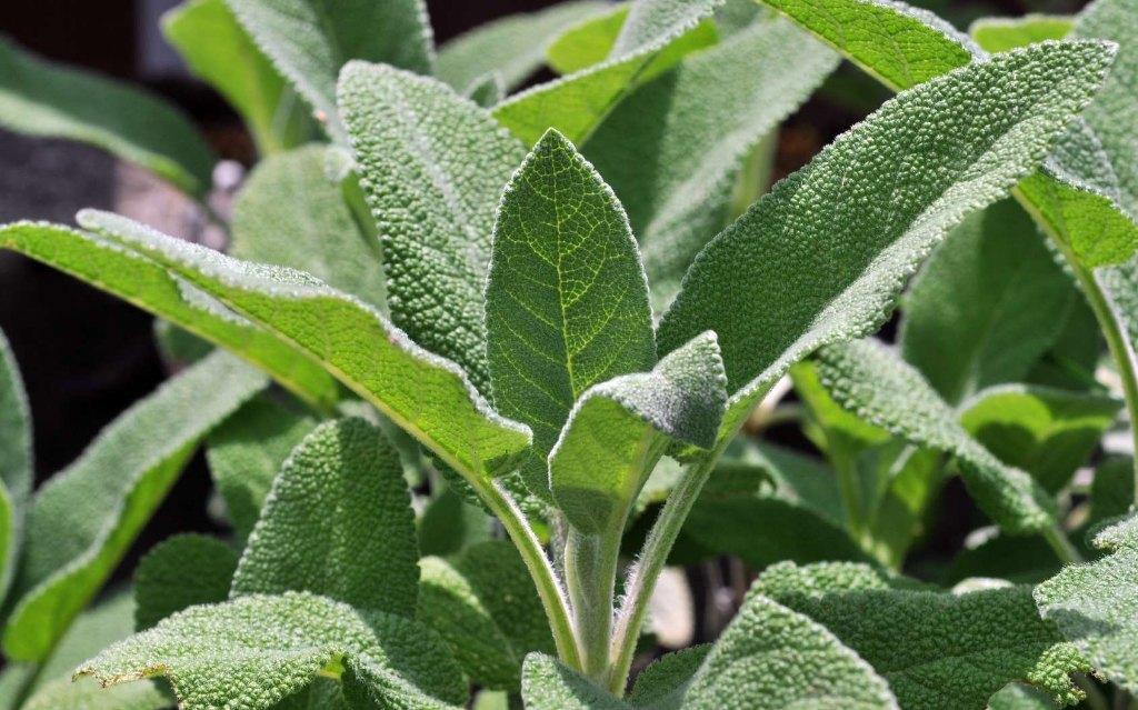 Sauge officinale, Jardin & Terrasse, Enlèvement, Annuelle