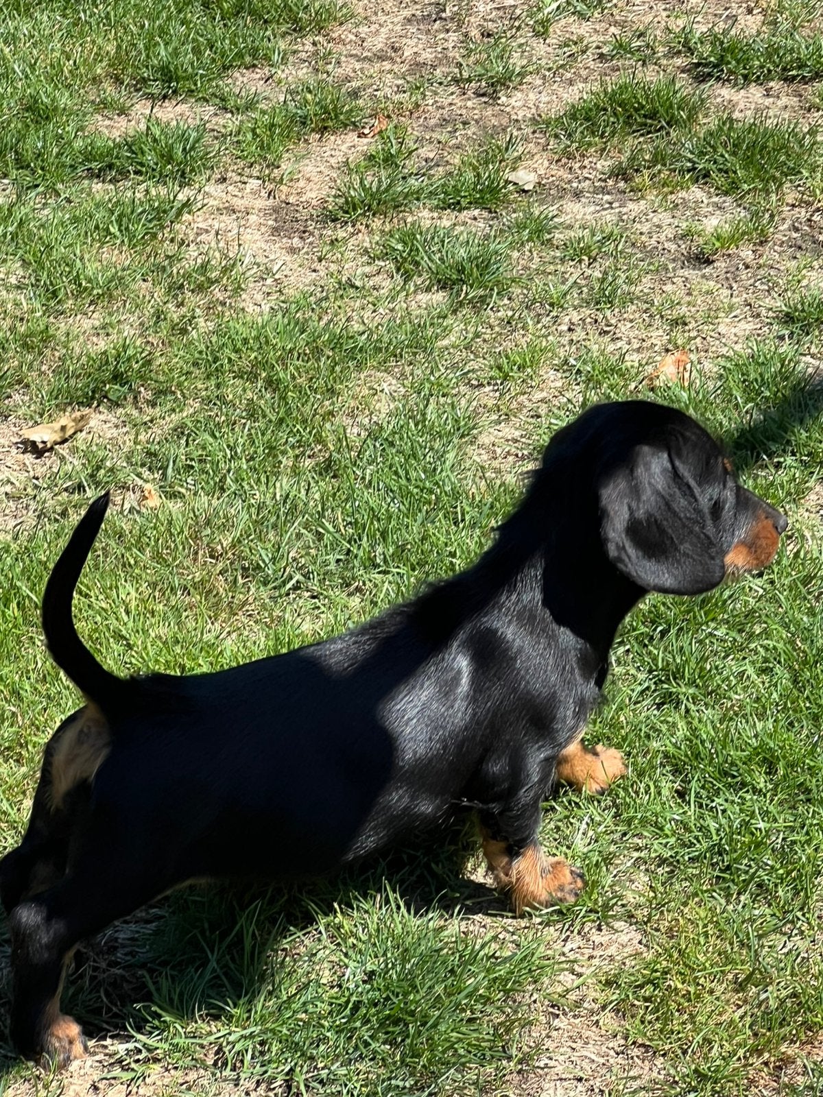 Mooi teckel teefje particulier, Animaux & Accessoires, Chiens | Teckels & Bassets, Maladie de Carré (chiens), Poils courts, Particulier
