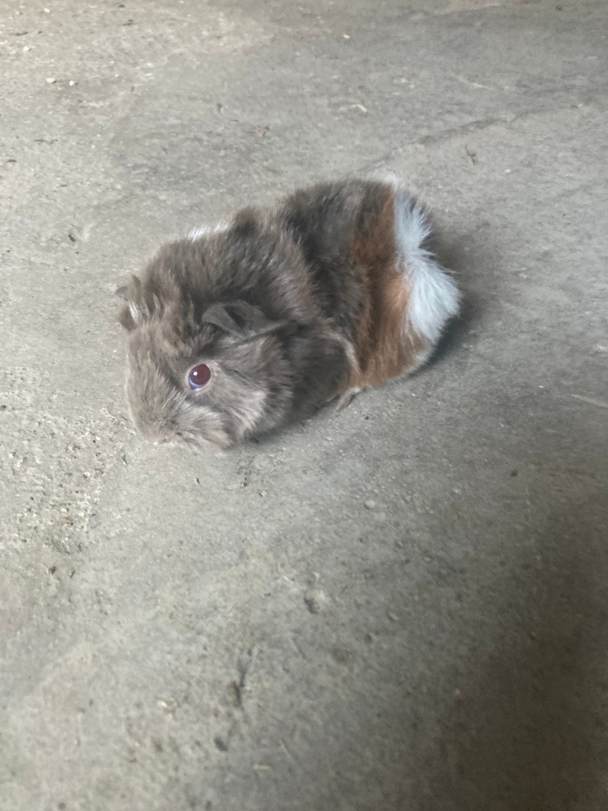 Langharig cavia zeugje te reserveren., Animaux & Accessoires, Rongeurs, Août, Cobaye