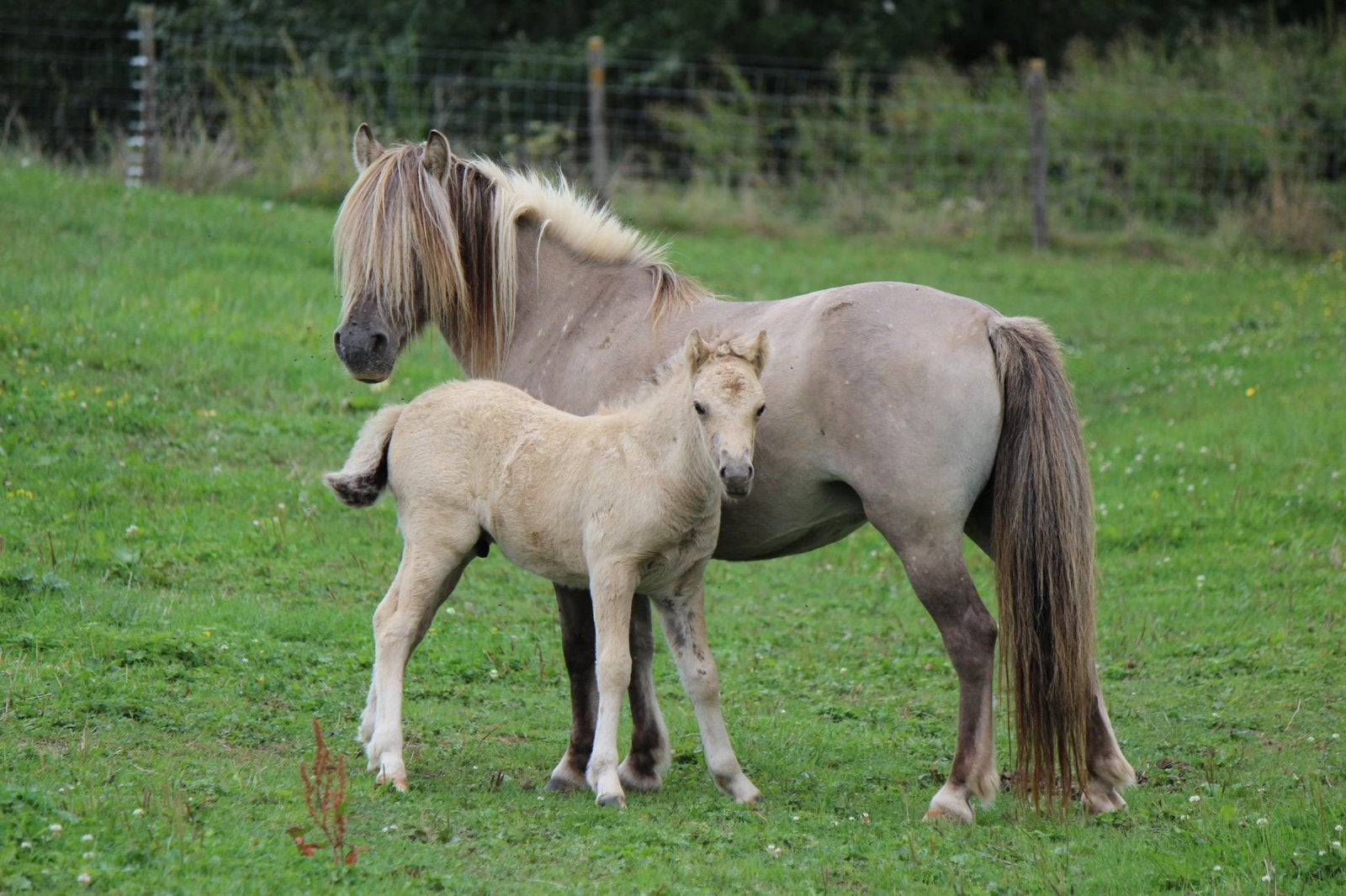 Zeer mooie wildkleurige A pony merrie met veulen, Dieren en Toebehoren, Pony's, Zadelmak, A pony (tot 1.17m), 11 jaar of ouder