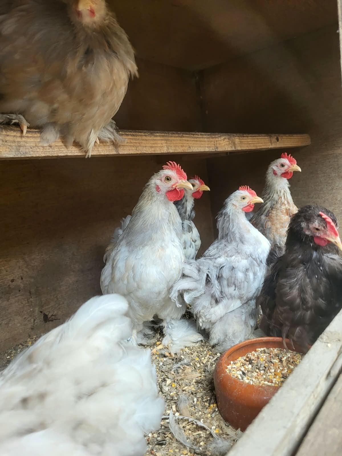 gratis hanen 20 tal beschikbaar, Mâle, Poule ou poulet