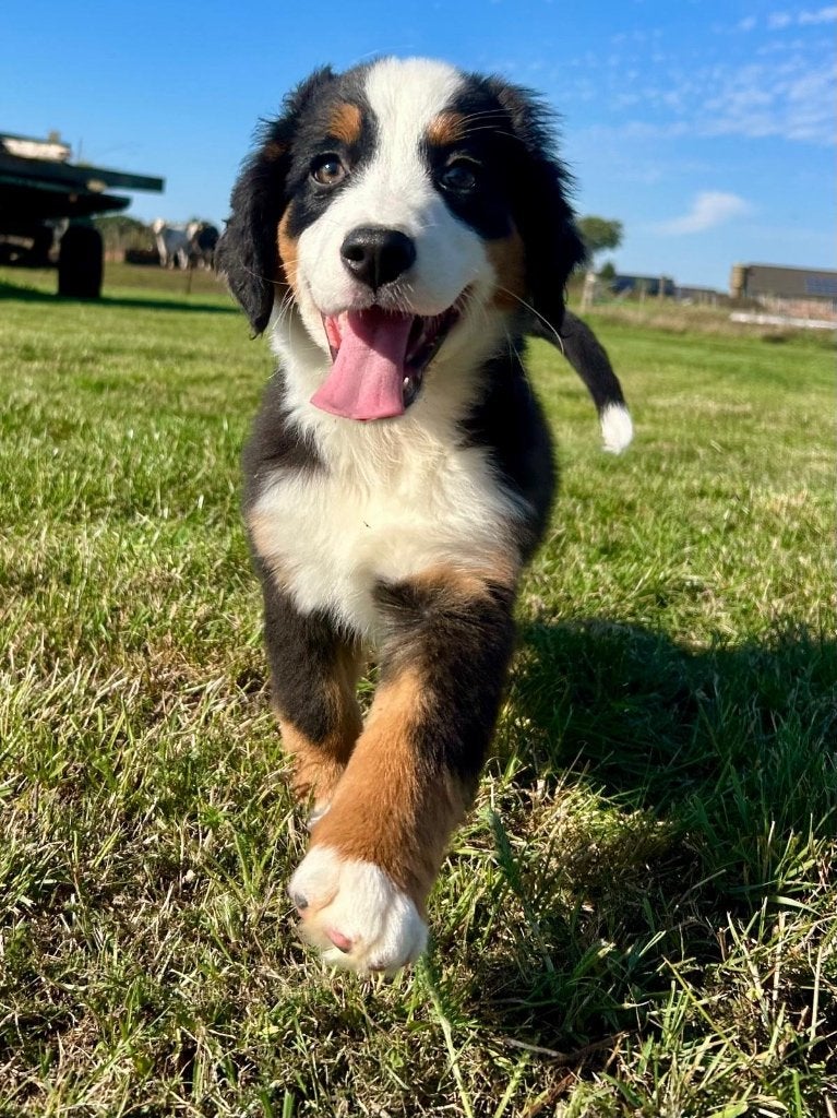 Leuke Berner Sennen x Australische herder pups, Dieren en Toebehoren, België, CDV (hondenziekte), 8 tot 15 weken, Meerdere