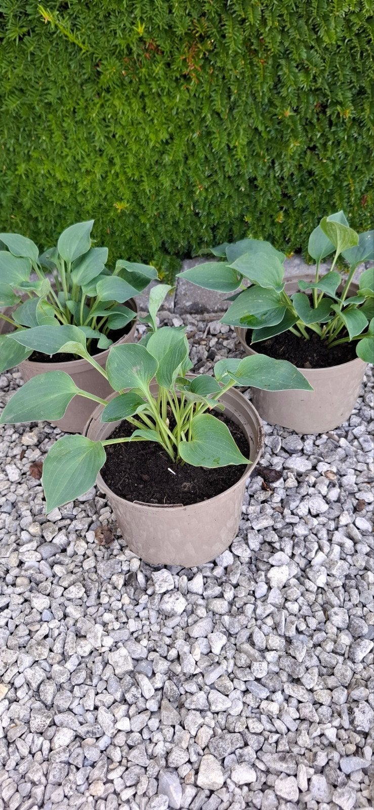 Hosta, vaste bladplant, Ophalen