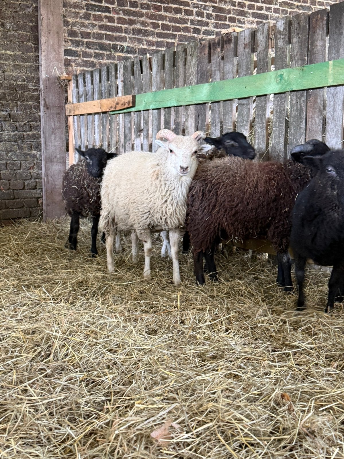 Agneau à vendre, Mâle, Mouton, 0 à 2 ans