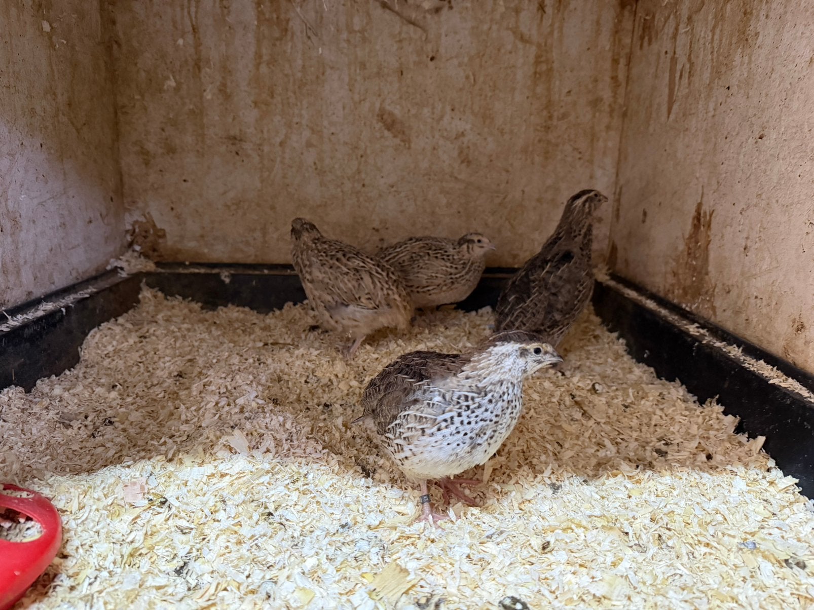 Japanse kwartels, Dieren en Toebehoren, Vogels | Overige Vogels