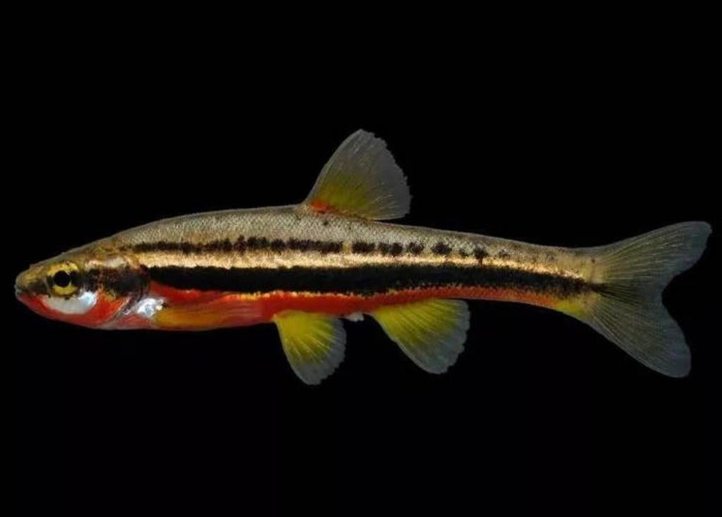 roodbuik elrits (Chrosomus erythrogaster), Autres espèces