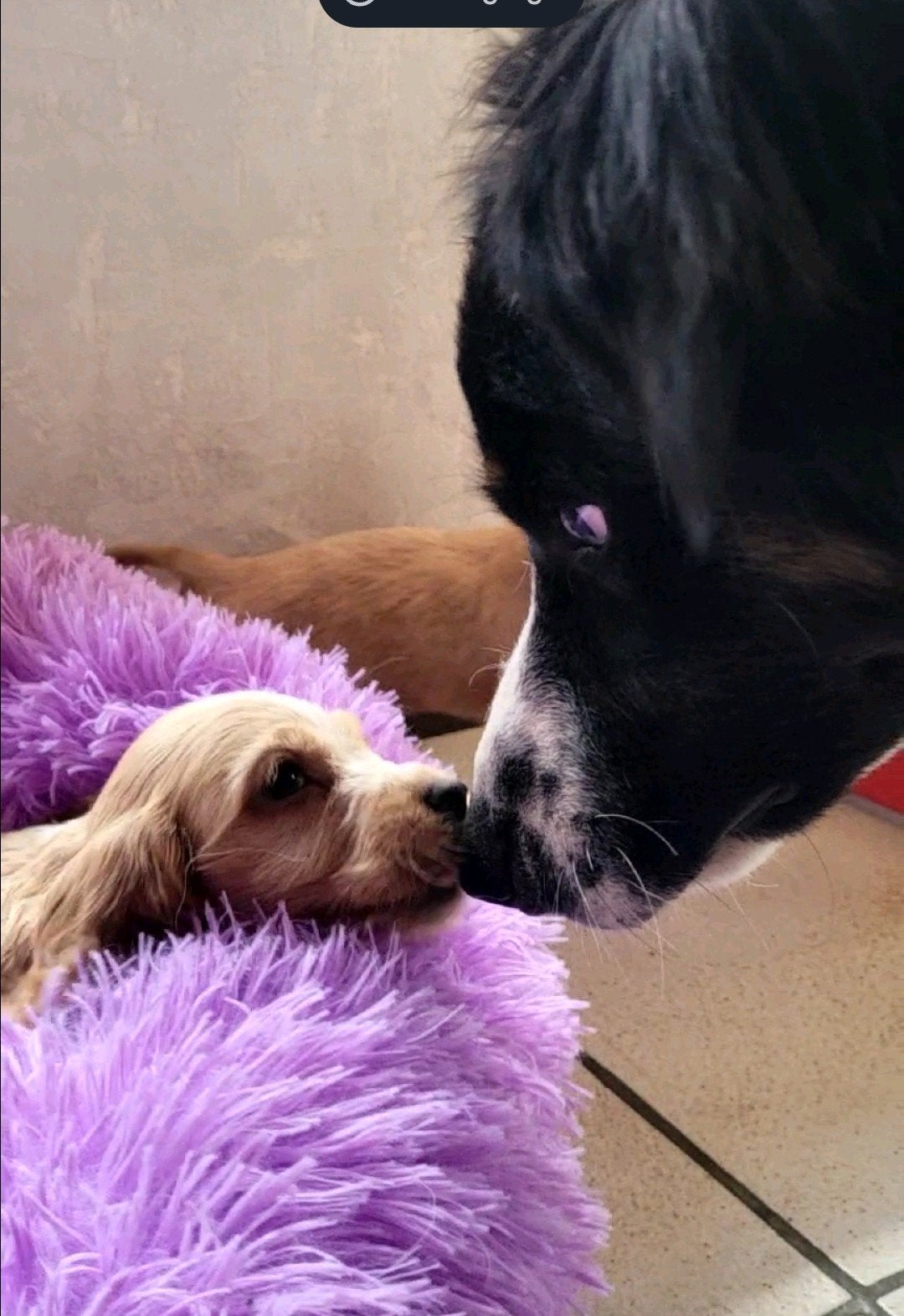 Engelse cocker pups groeien in huis met poezen ouders getest, Parvo, België, Fokker | Hobbymatig, 8 tot 15 weken