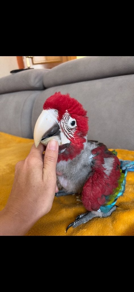 Ara chloroptere, Mâle, Perroquet, Domestique