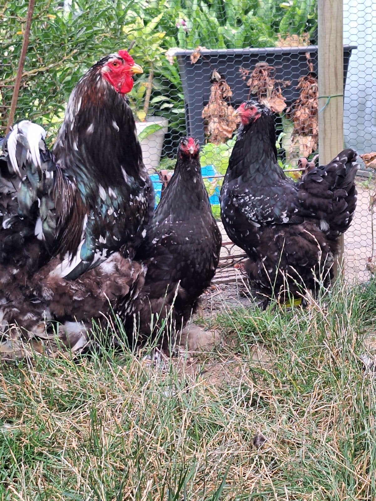 brahma zwart wit gepareld, Meerdere dieren, Kip
