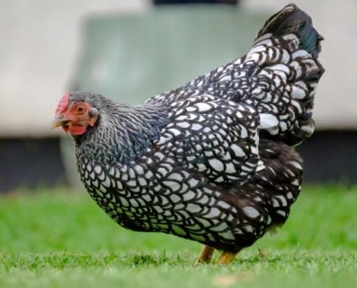 Poules nègres soies, Wyandotte, Padua, Cochins,..., Poule ou poulet
