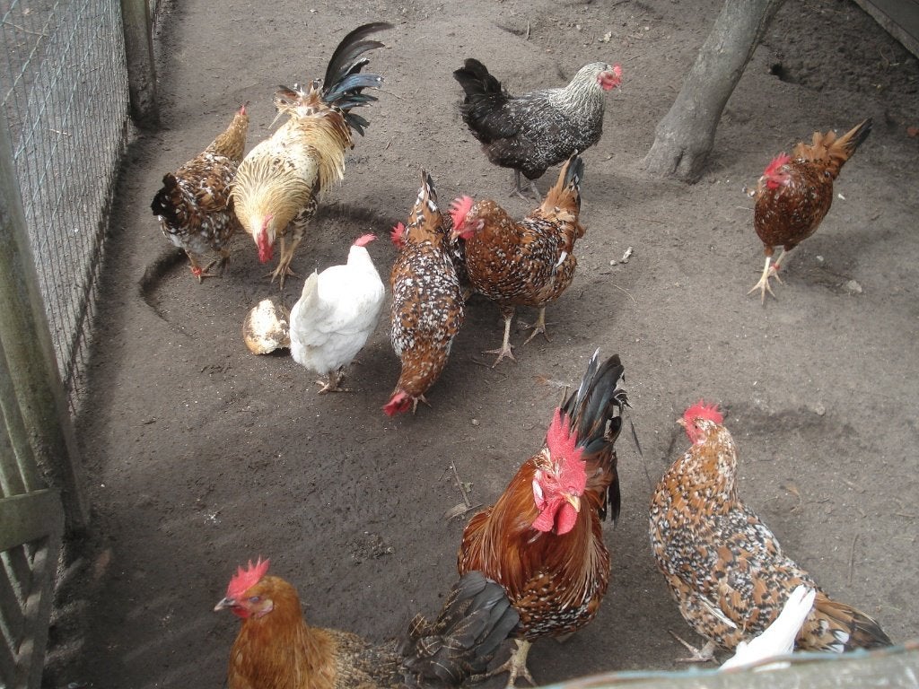 kuikens leghorn (duizenkleur, porselein), Dieren en Toebehoren, Pluimvee, Vrouwelijk, Kip