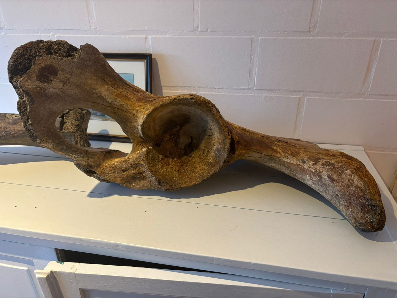Os fossile du bassin de la hanche d'un mammouth, Enlèvement, Fossile