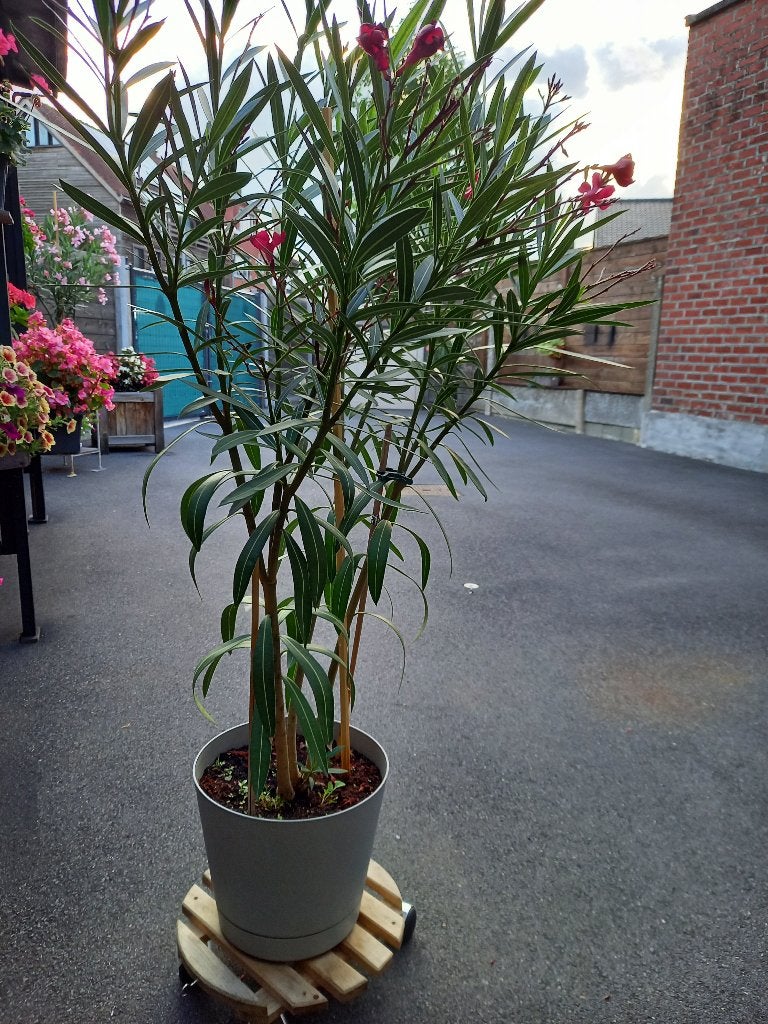 Oleander in plastieken pot.  Hoogte 130 cm, Volle zon, Vaste plant, Zomer, Ophalen