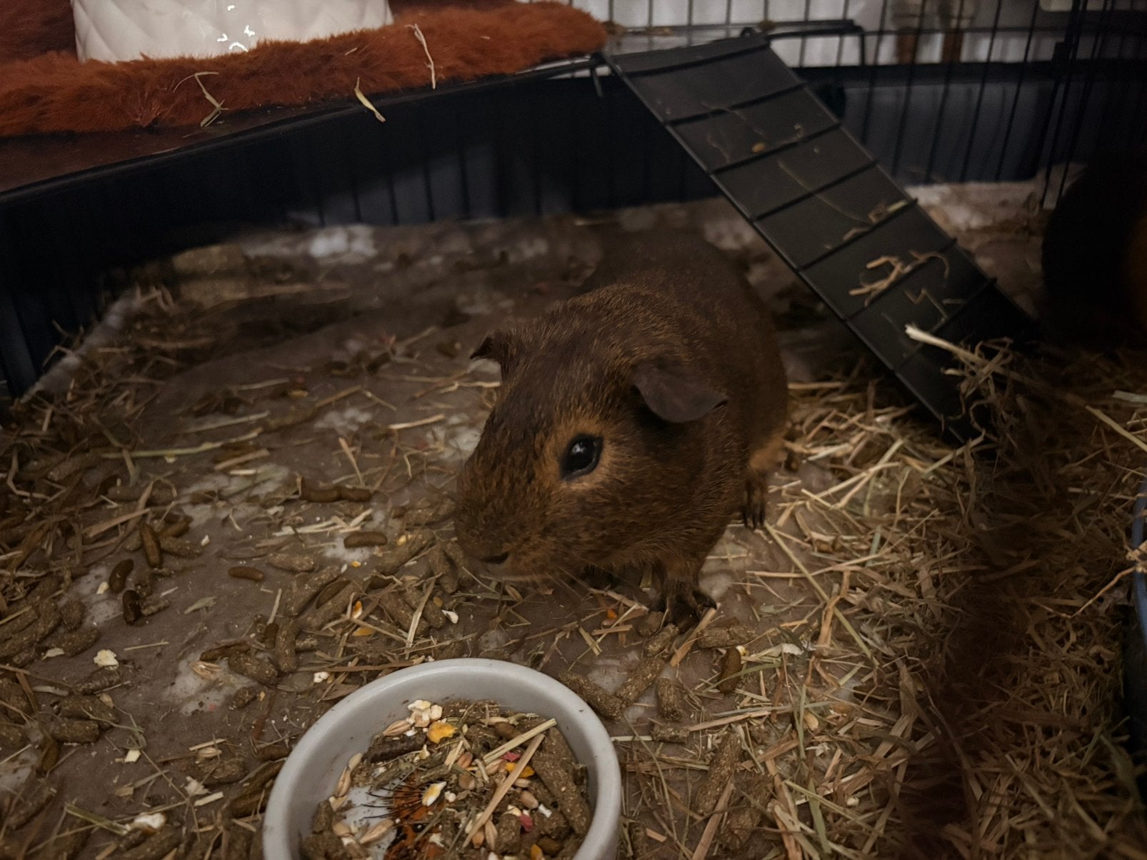 2 jonge cavias te koop + kooi en voedsel, Dieren en Toebehoren, Juli, Cavia, Tam