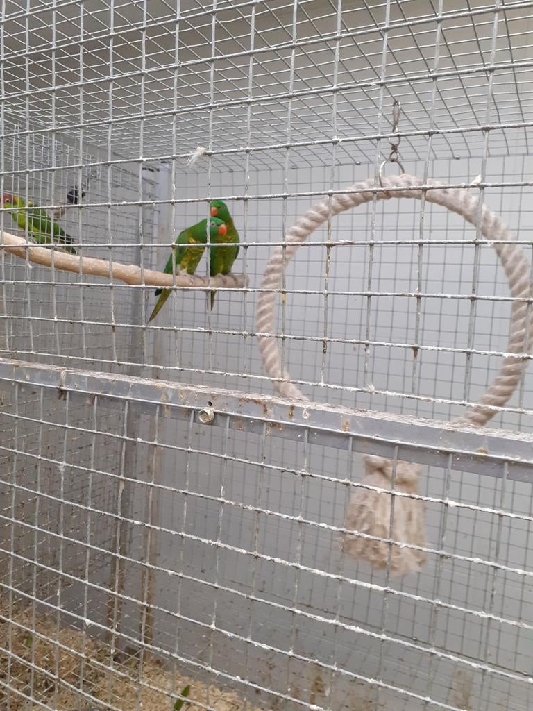 Schubbenlori, Dieren en Toebehoren