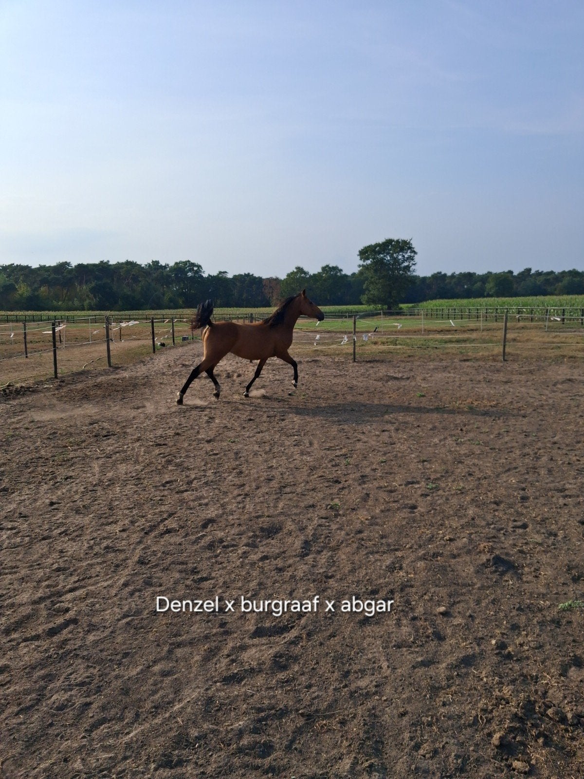 merrie, Animaux & Accessoires, Chevaux & Poneys | Produits de soin, Enlèvement
