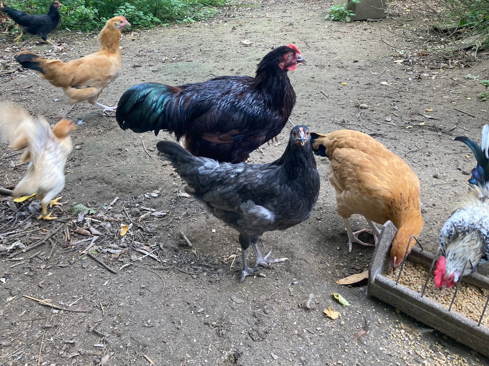 Rhode Island Red Kippen Hanen