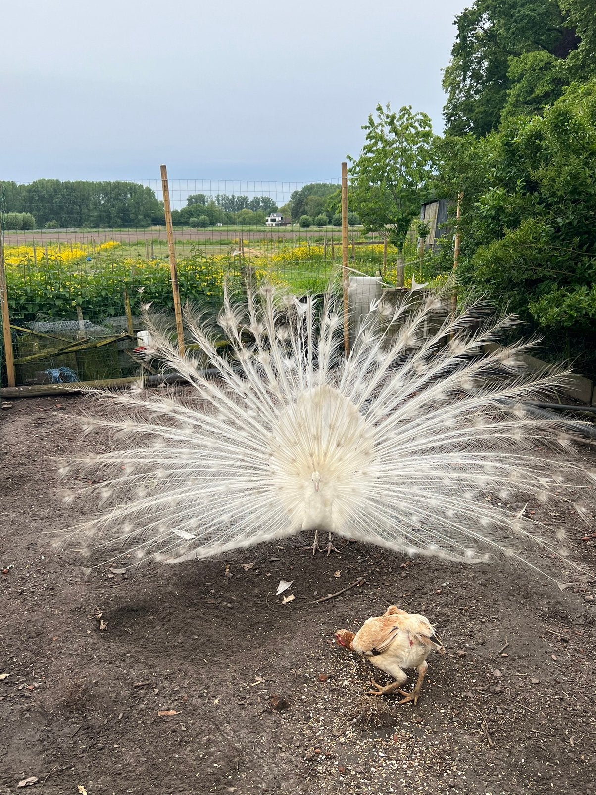 Witte pauw broedeieren, Dieren en Toebehoren, Geslacht onbekend, Overige soorten