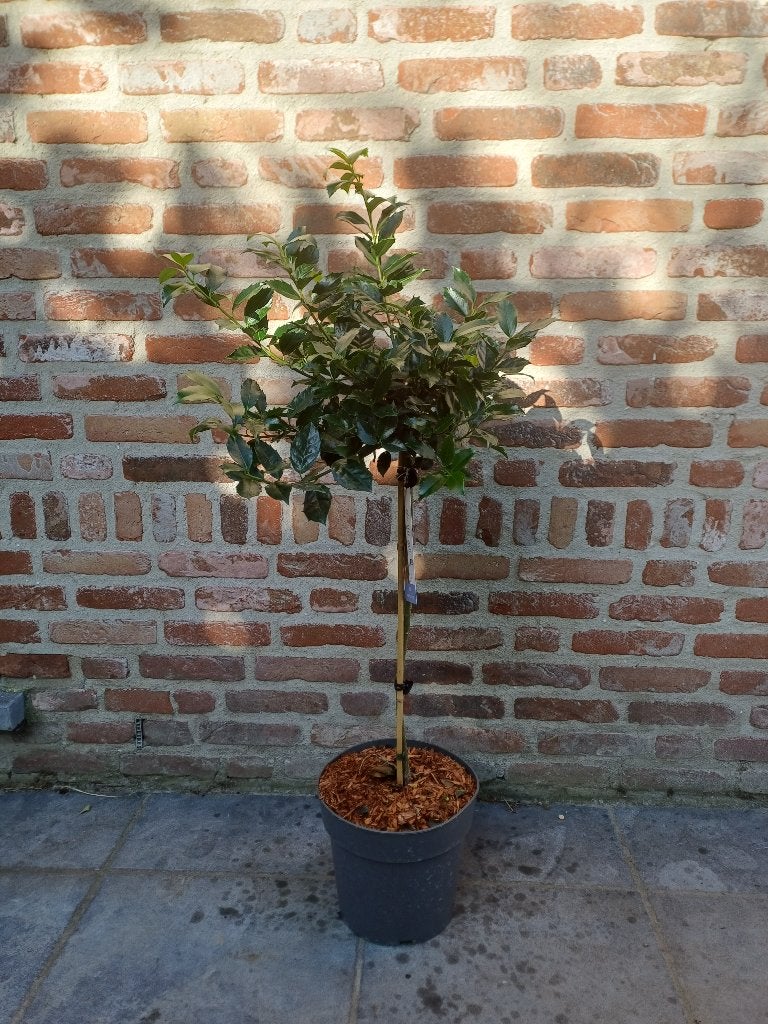 Ilex op stam, Tuin en Terras, Ophalen, In pot, Minder dan 100 cm