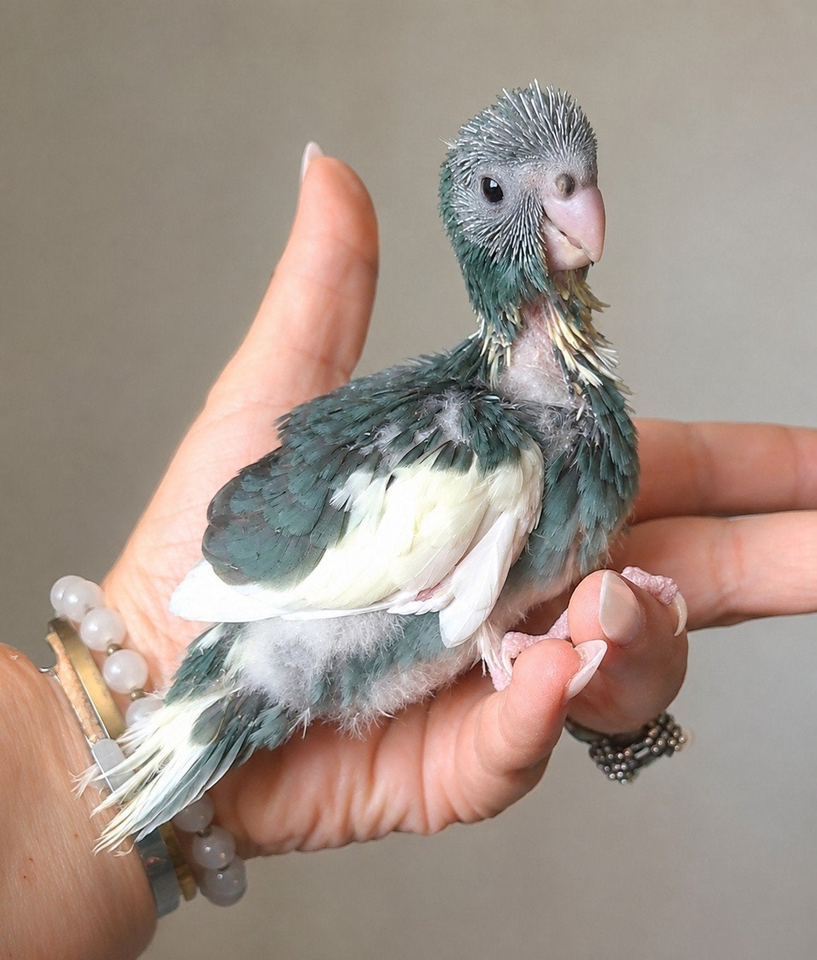 kakarikis, Animaux & Accessoires, Enlèvement