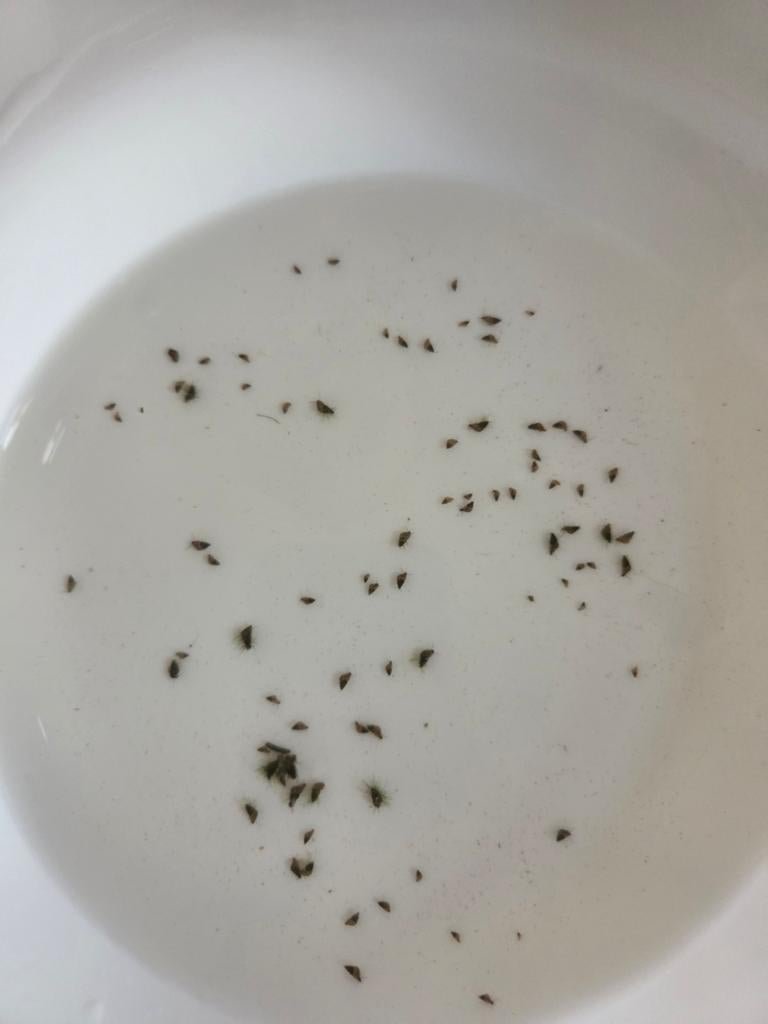 Baby helenaslaken, Mai, Plusieurs animaux