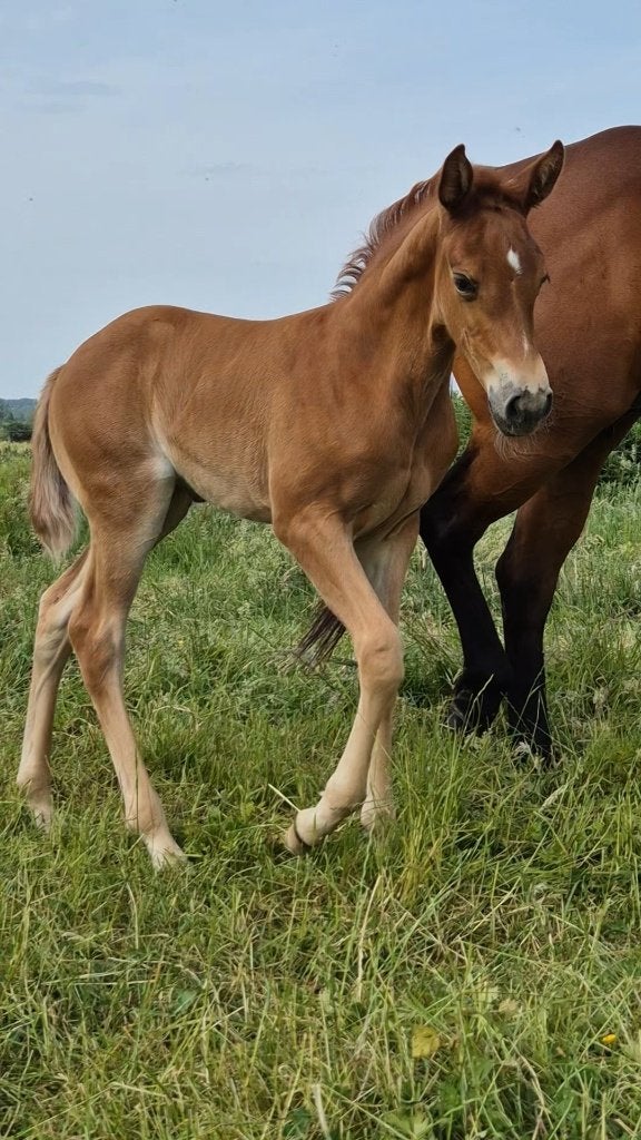 Azteca veulen, Dieren en Toebehoren, Paarden, Merrie, Onbeleerd, 160 tot 165 cm, 0 tot 2 jaar, Met stamboom, Gechipt, Ontwormd